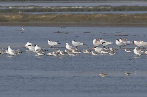 Chevaliers tachetés et sternes caspiennes et un Goéland railleur au centre.