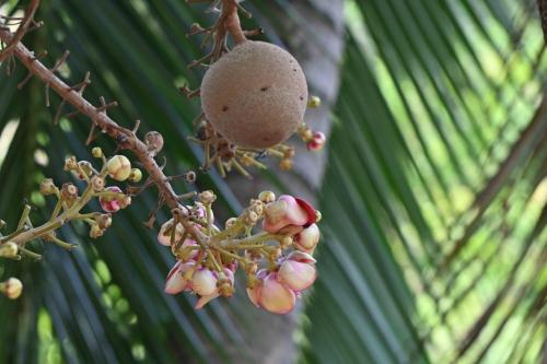 Couroupita guianensis (arbre boulet de canon)