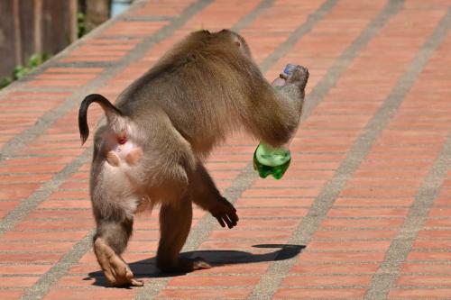 Macaque de Birmanie en action