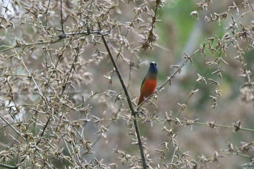 Diamant quadricolore