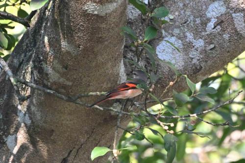 Minivet rose