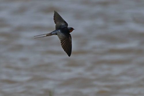 Hirondelle rustique