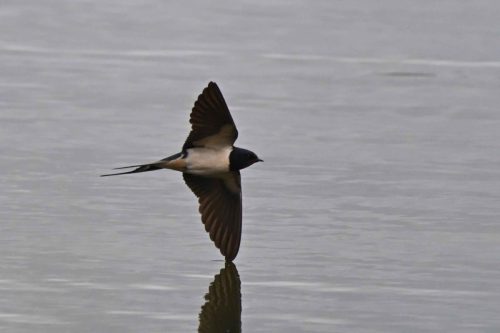 Hirondelle rustique