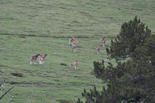 Mouflons