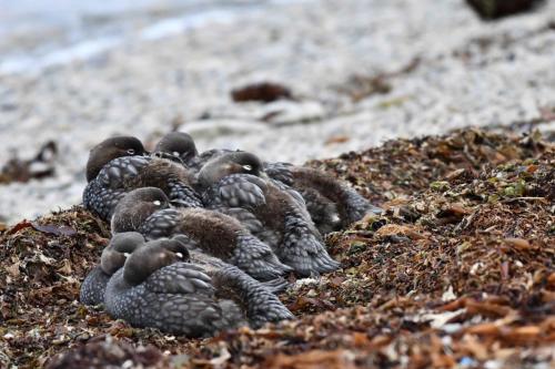 Brassemer des Malouines