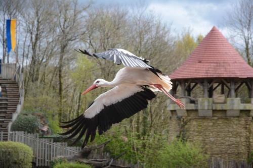 Spectacle "Le bal des oiseaux fantômes" 