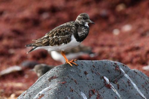 Tournepierre à collier