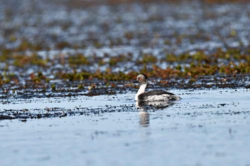 Grèbe aux belles joues