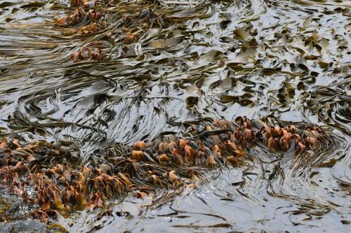 Kelp