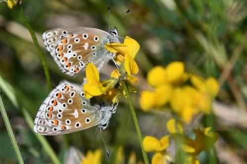 Azuré de la Bugrane
