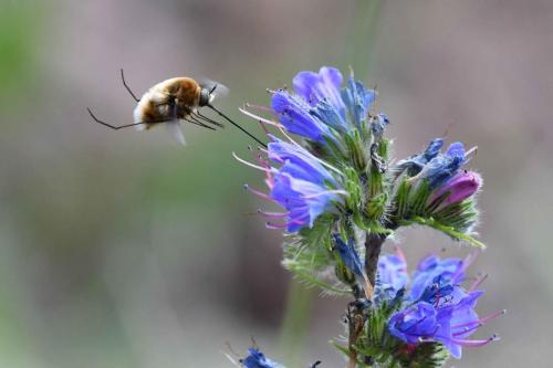 Grand Bombyle (Bombylius major)