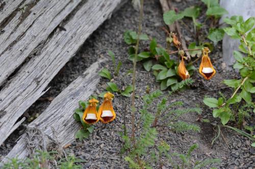 Calcéolaire - Zapatito de la Virgen