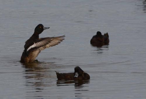 Fuligule de Nouvelle-Zélande 