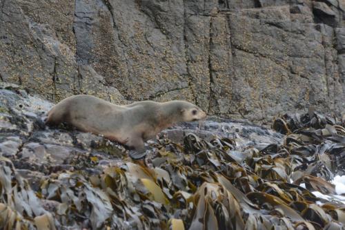 Otaries à fourrure d'Australie