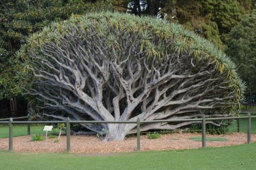Jardin botanique royal