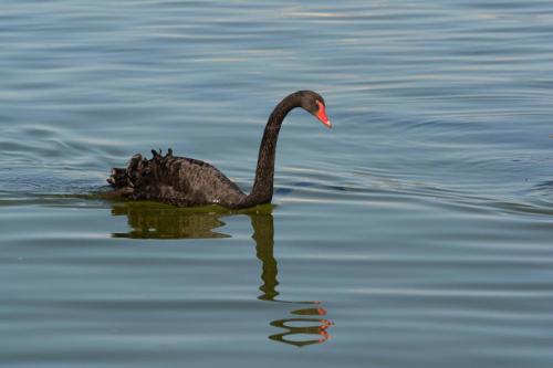Cygne noir