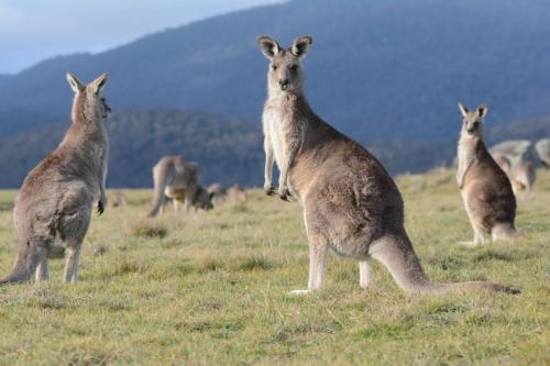 Kangourous