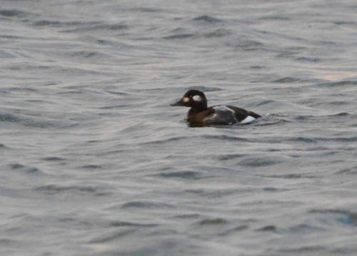 Macreuse à ailes blanches (Femelle)