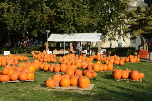 Newport - vente de charité de citrouilles prés d'une église