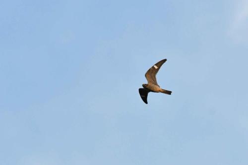 Engoulevent d'Amérique