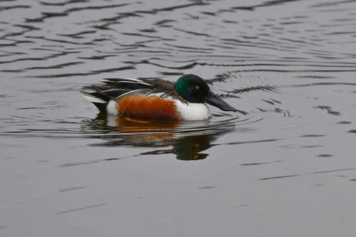 Canard souchet (male)