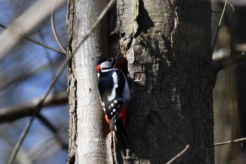 Pic épeiche (mâle)