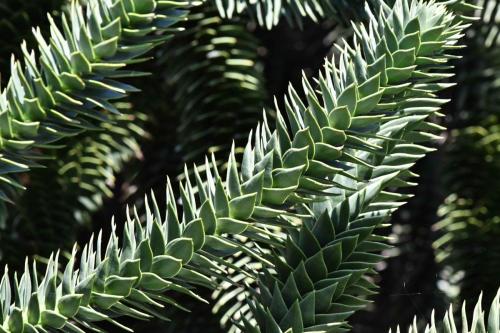 Araucaria