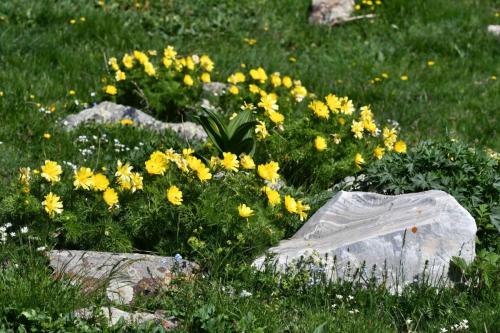 Adonis des Pyrénées