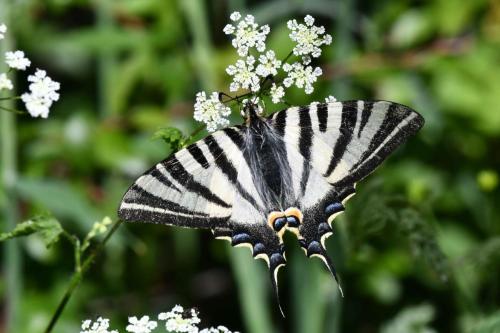 Flambé (Iphiclides podalirius)