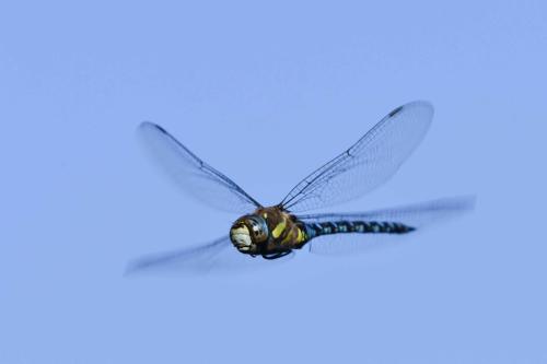 Aeshne mixte (Aeshna mixta)