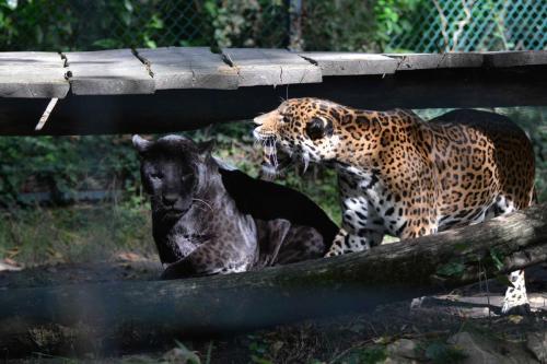 Jaguars