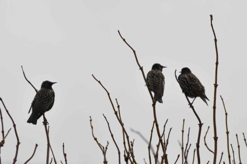 Etourneaux sansonnets