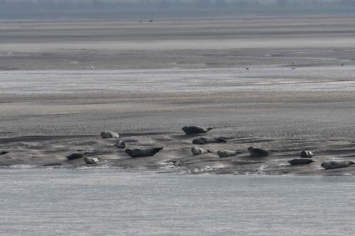 Phoques de la baie d'Authie
