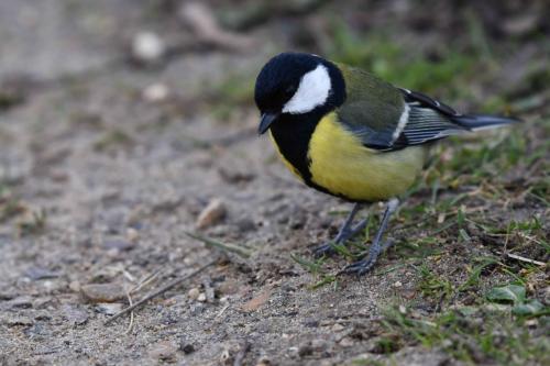 Mésange charbonnière