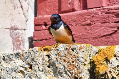 Hirondelle rustique