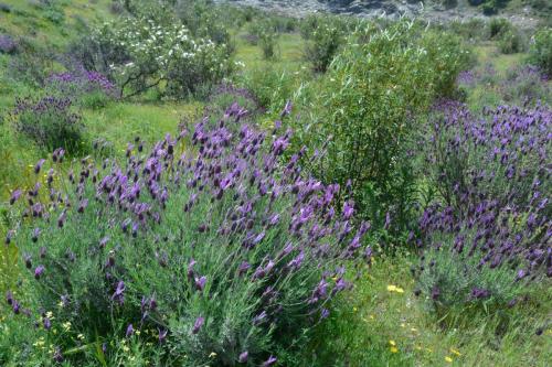 Lavande française (Lavandula stoechas)
