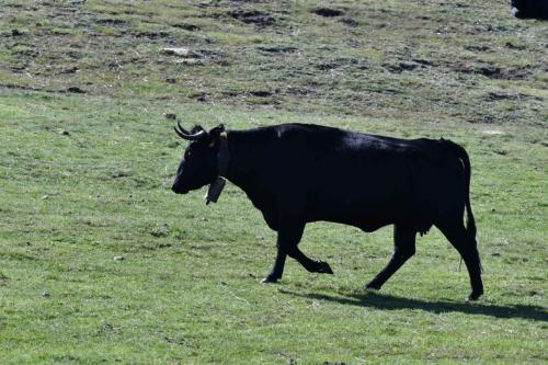 Vache de race Avileña