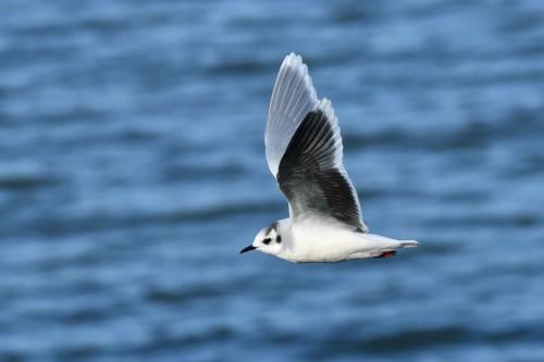 Mouette pygmée (adulte)
