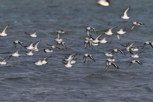 Bécasseaux sanderlings