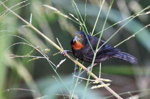 Sporophile rougegorge