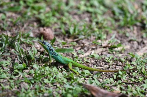 Anolis Roquet