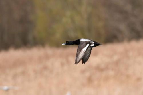 Fuligule à tête noire