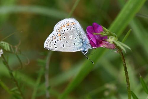 Azuré commun (mâle)