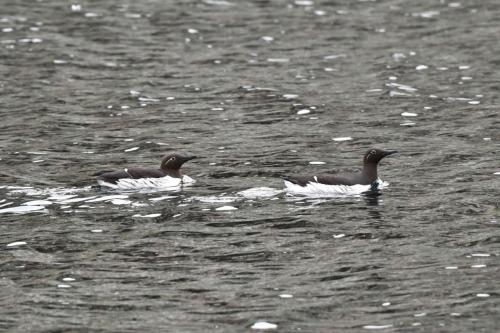 Guillemots de Troïl