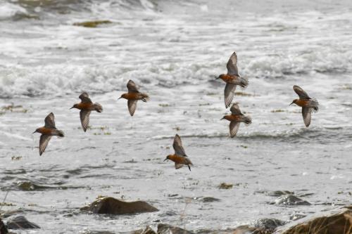 Bécasseaux maubèches