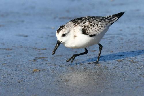 Bécasseau sanderling