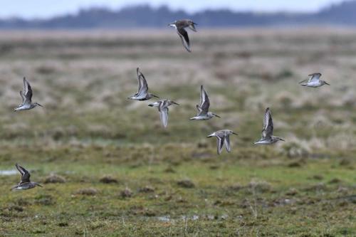 Bécasseaux variables