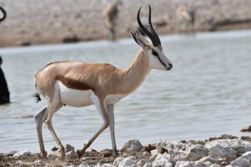 Springbok du Kalahari