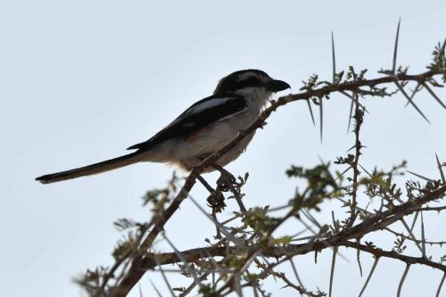 Pie-grièche fiscale