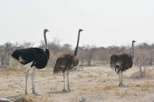 Autruches